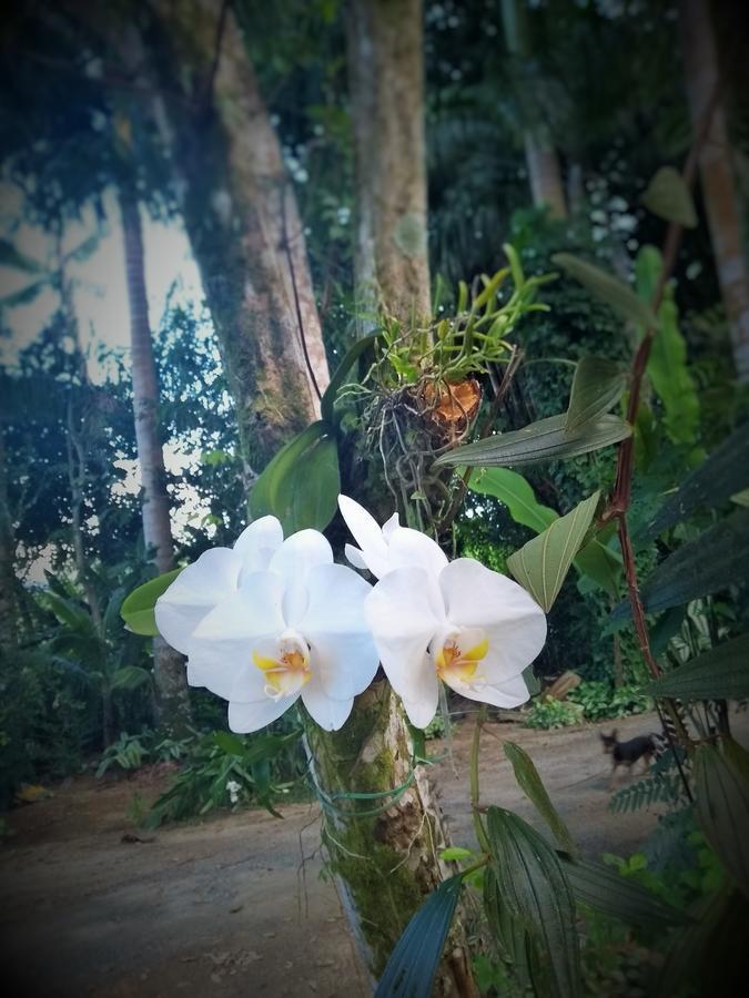 Quinta Das Palmeiras Paraty
