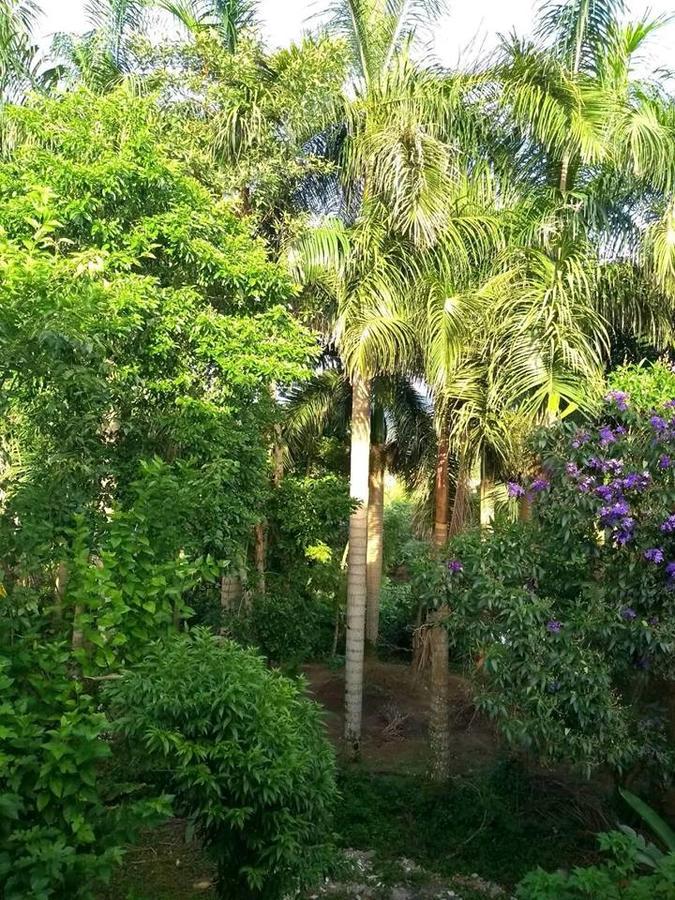 Quinta Das Palmeiras Guest house Paraty